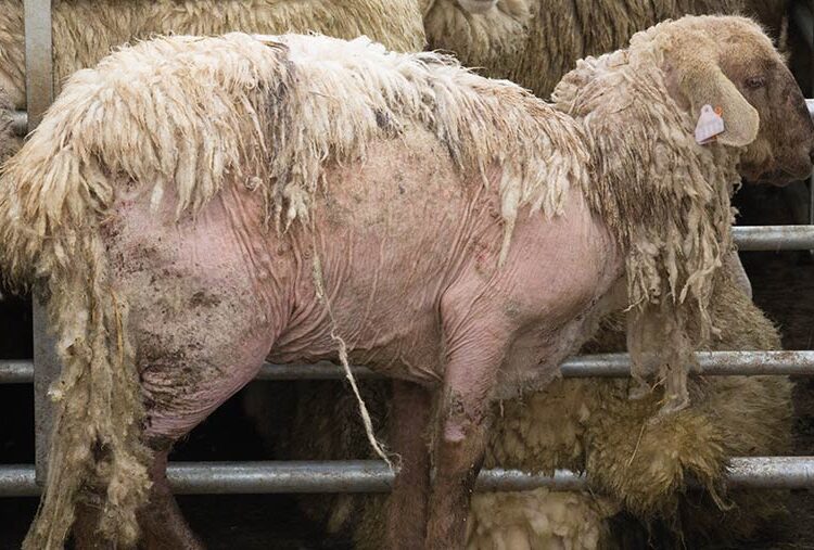 Sheep scab concerns flare around sale season
