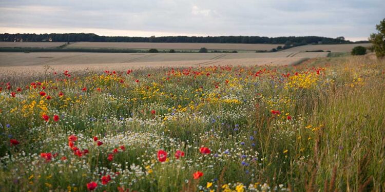 Landowners can earn additional income from optimising land