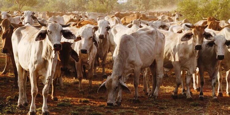 Aussies target UK market with branded beef and lamb