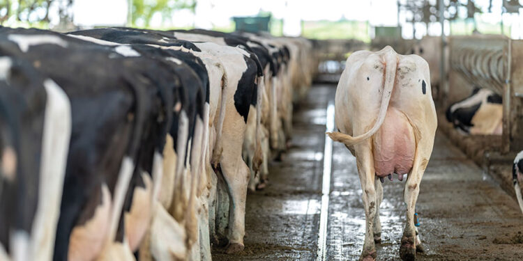 Why all herds could benefit from increased milk solids