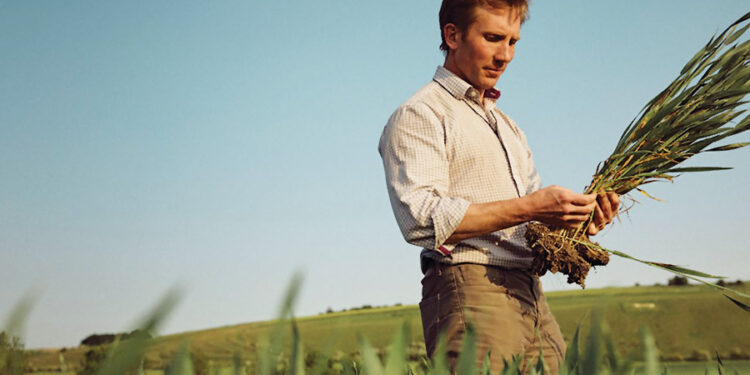 Wheat blends prove simple way to boost average yields