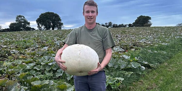 Farmer Focus: July and August rain sees bumper pumpkin crop