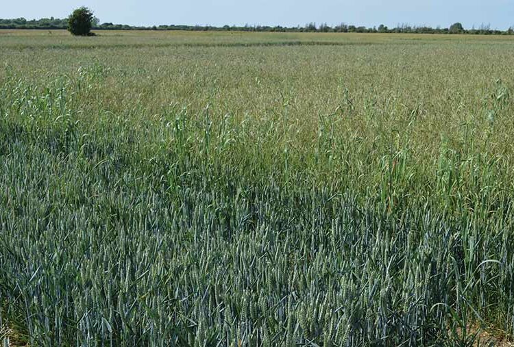 Farm trial reveals best blackgrass strategy with new herbicide