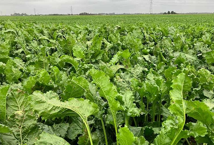 Early sugar beet yields promising for Cambridgeshire grower