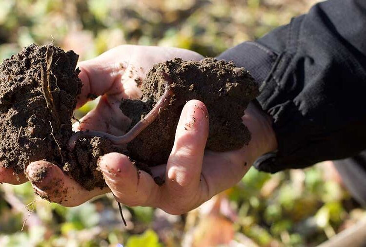UK farmers paid €36 per carbon certificate for harvest 2022