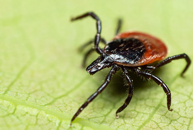 Farmers Sought For Tick-borne Livestock Disease Risk Research