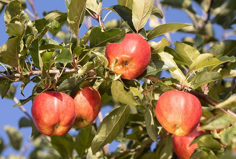 House of Lords condemns government ‘neglect’ of horticulture sector