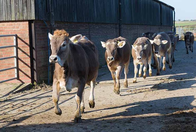 How to help heifers join the milking herd and reduce stress