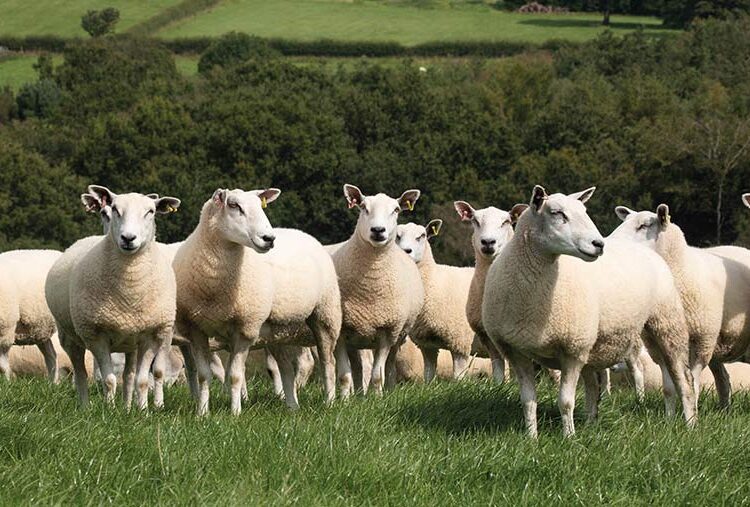 UK at ‘medium’ risk of bluetongue as it spreads in Europe