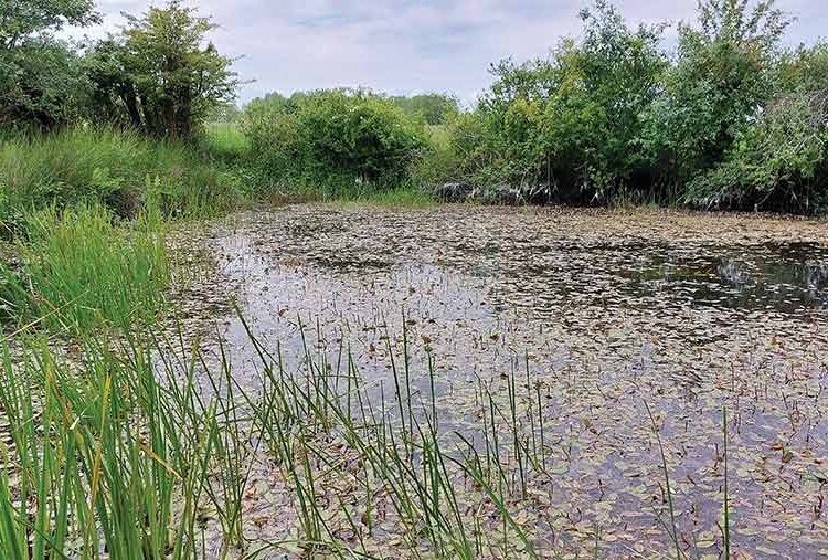 how-to-restore-forgotten-farm-ponds-for-wildlife