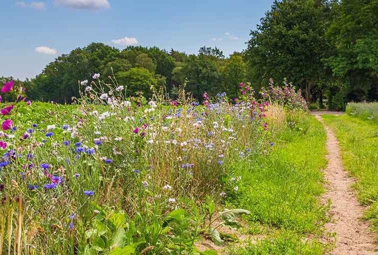 The benefits of nature markets for farmers