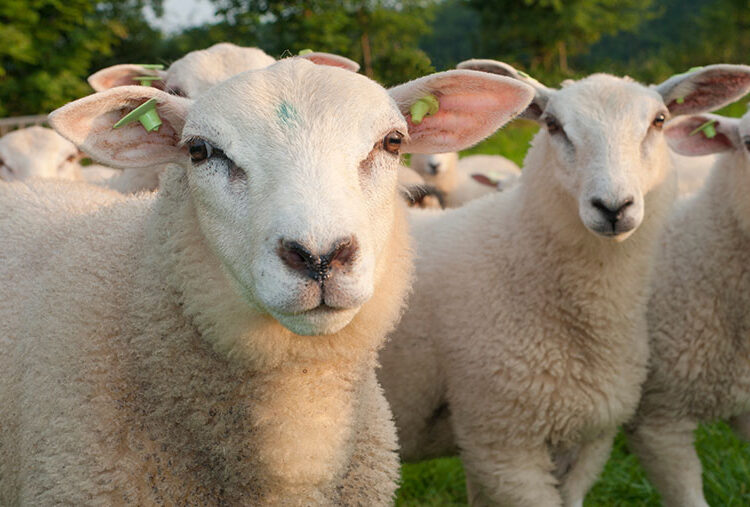 Scops Launches New Podcast On Parasite Control In Sheep