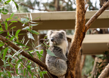 Three Perfect Days of Eating (and Adventuring) in Adelaide, Australia