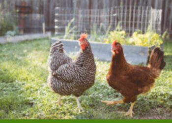 New strain of bird flu infects person