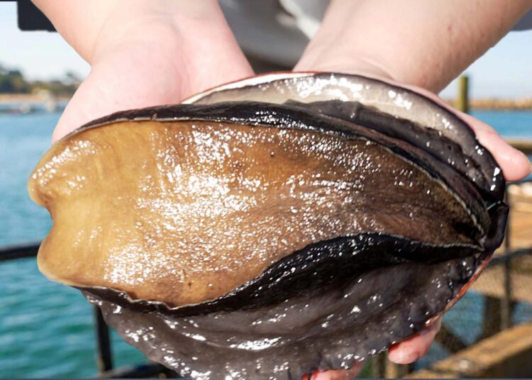 How One Farm Raises the Rarest, Most Expensive Mollusk in America