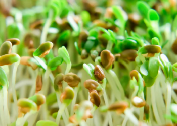 Salmonella outbreak spreads across Europe