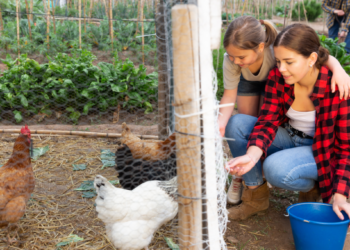 Outbreak traced to backyard poultry flocks