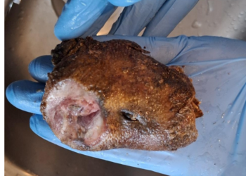 More bushmeat seizures reported in England