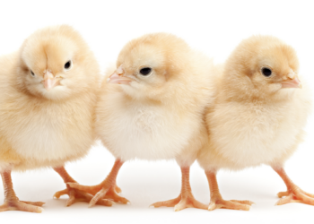 Live chicks and ducklings as Easter gifts pose Salmonella risk