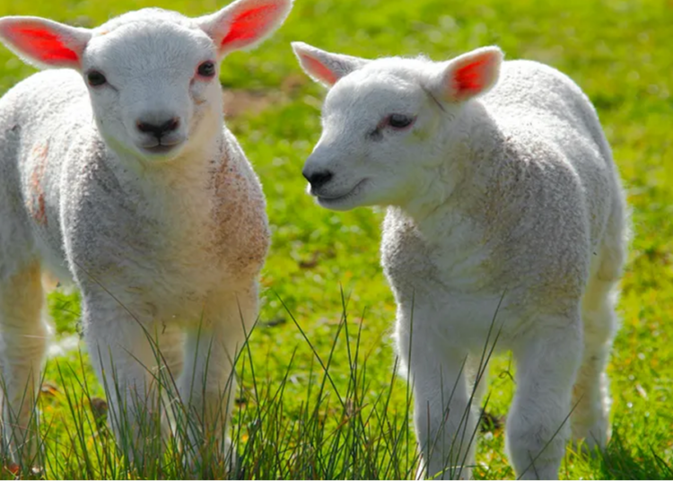 Petting farm safety warning issued ahead of Easter