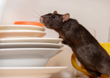 Cruise ship hantavirus outbreak highlights persistent food safety risks from rodents