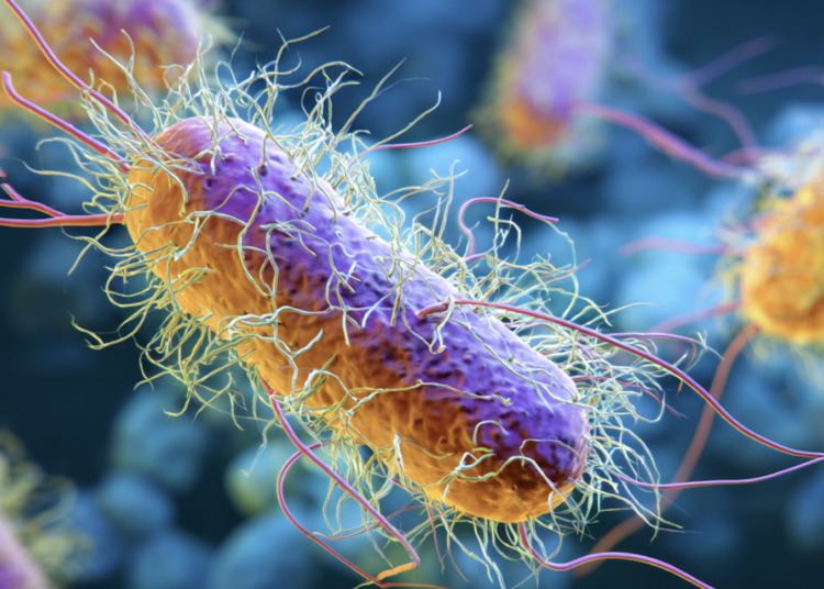 The Litigated Dish: Climate change may be helping Salmonella become more drug-resistant