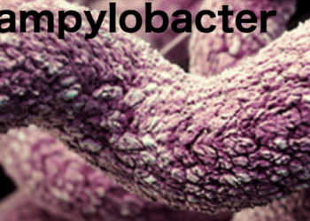 Australia puts focus on reducing Campylobacter infections