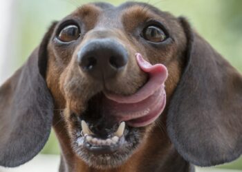 Raw Energy expands recall of pet food because of Listeria test results