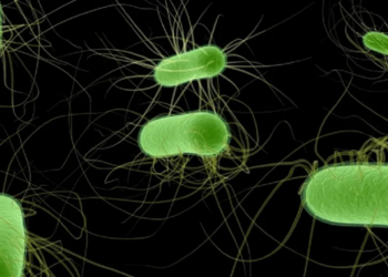 HUS cases hit new low in Argentina