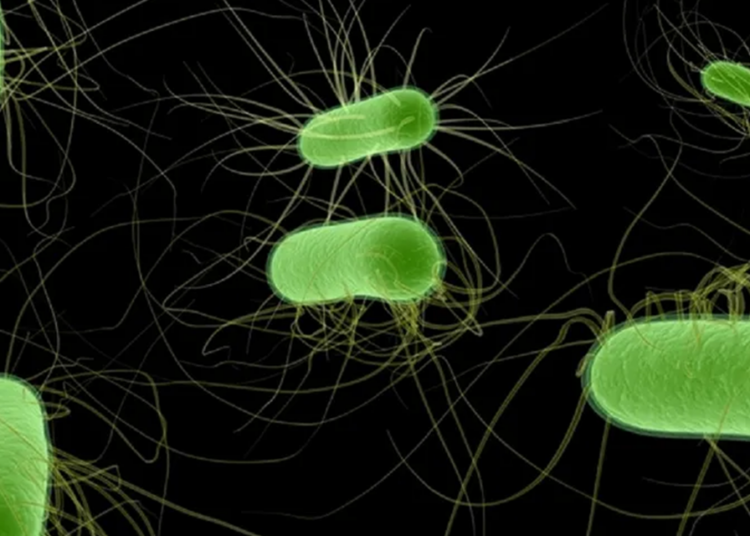 HUS cases hit new low in Argentina