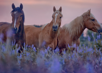 Sunday Edition: Horses as food