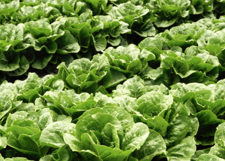 Bill Marler is right about food safety — but here’s what he left out