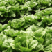Bill Marler is right about food safety — but here’s what he left out