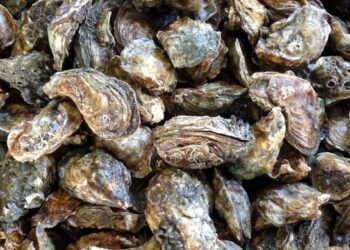 Five Star brand oysters recalled in Canada because of Salmonella