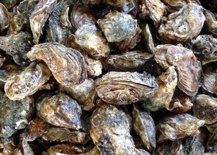 Five Star brand oysters recalled in Canada because of Salmonella