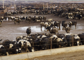 Why factory farms are a major threat to food safety