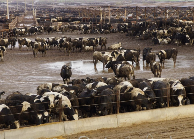 Why factory farms are a major threat to food safety
