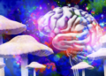Sunday Edition: Shrooms