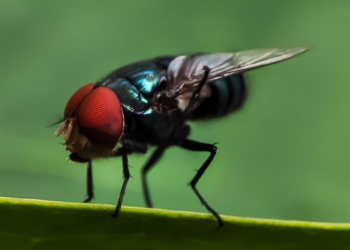 First U.S. case of New World screwworm found in Texas