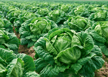 Publisher’s Platform: Reap What You Sow