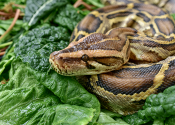 We Made the Everglades a Python Buffet. We’re Doing the Same Thing to the Salad Bar.