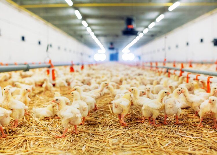 Poultry litter case isn’t over yet