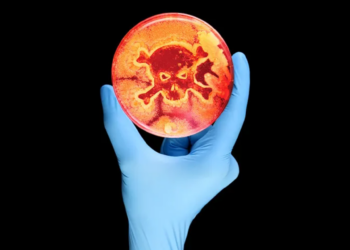 High-risk food linked to fatal Belgian E. coli outbreak