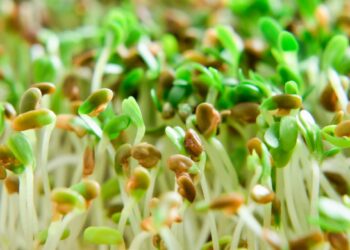 Sprouts tied to outbreak in Minnesota, Wisconsin and possibly other states
