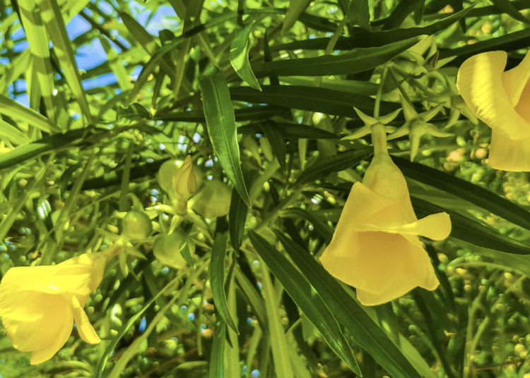 FDA warns against more products with toxic yellow oleander