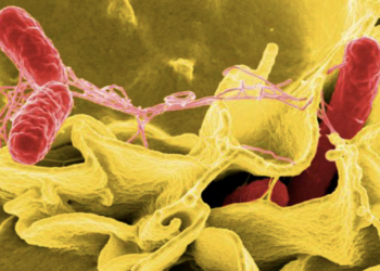Public health officials investigating Salmonella outbreak in Utah