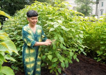 At This Public Garden, an Asian Herb Offers a Portal to the Past