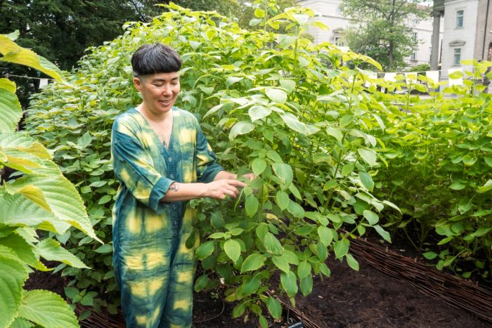 At This Public Garden, an Asian Herb Offers a Portal to the Past