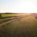 Op-ed: Agricultural ‘Efficiency’ Is a False Promise