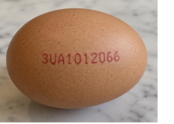 Ukrainian egg firm comments on UK Salmonella link